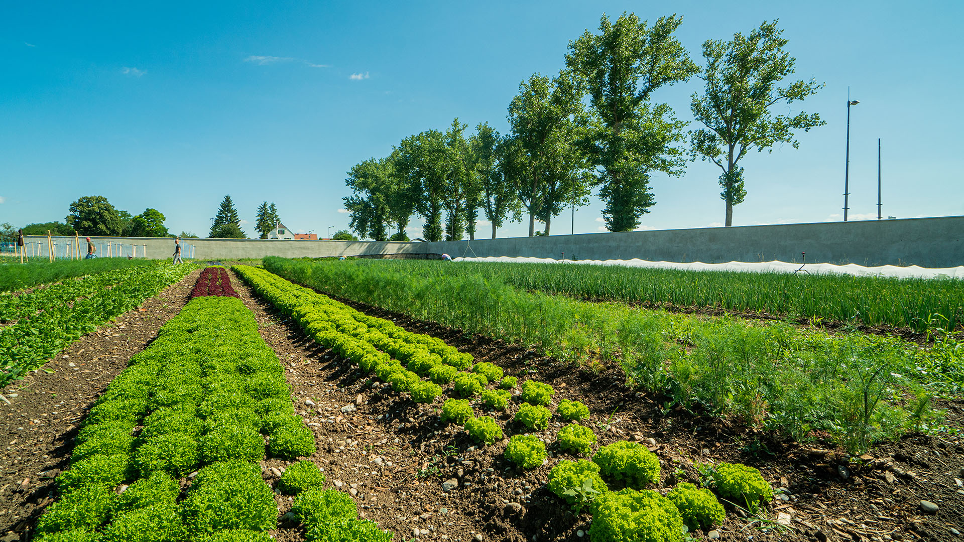 Domaine de Hombourg