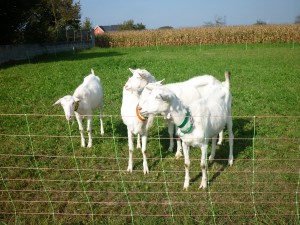 Hombourg se met au vert